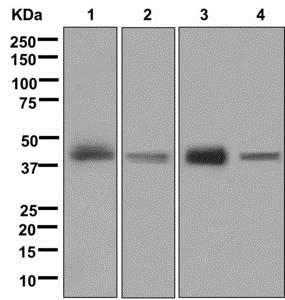 Western blot - Anti-DLX3 antibody [EPR8762(2)] - BSA and Azide free (AB250049), expandable thumbnail