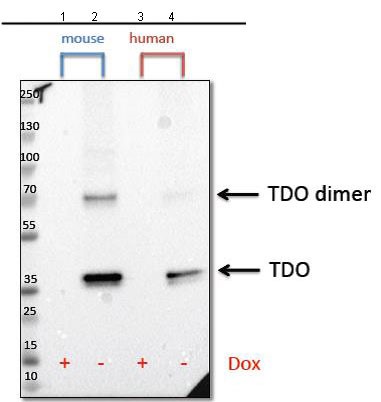 Western blot - Anti-DLX3 antibody [NCI-R183-14] - BSA and Azide free (AB251528), expandable thumbnail