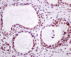 Immunohistochemistry (Formalin/PFA-fixed paraffin-embedded sections) - Anti-Dlx4/BP1 antibody [EPR9263] - BSA and Azide free (AB249869), expandable thumbnail
