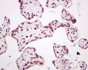 Immunohistochemistry (Formalin/PFA-fixed paraffin-embedded sections) - Anti-Dlx4/BP1 antibody [EPR9263] - BSA and Azide free (AB249869), expandable thumbnail