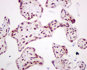 Immunohistochemistry (Formalin/PFA-fixed paraffin-embedded sections) - Anti-Dlx4/BP1 antibody [EPR9263] - BSA and Azide free (AB249869)