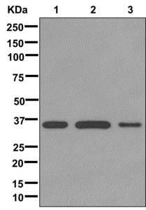Western blot - Anti-Dlx4/BP1 antibody [EPR9263] - BSA and Azide free (AB249869), expandable thumbnail