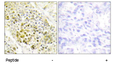 Immunohistochemistry (Formalin/PFA-fixed paraffin-embedded sections) - Anti-Dlx5 antibody (AB64827)