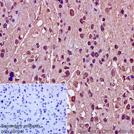 Immunohistochemistry (Formalin/PFA-fixed paraffin-embedded sections) - Anti-Dlx5 antibody [EPR4488] (AB109737)