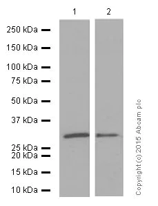 Western blot - Anti-Dlx5 antibody [EPR4488] (AB109737)