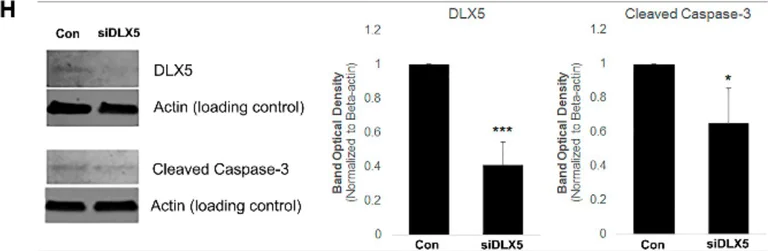 Western blot - Anti-Dlx5 antibody [EPR4488] (AB109737)