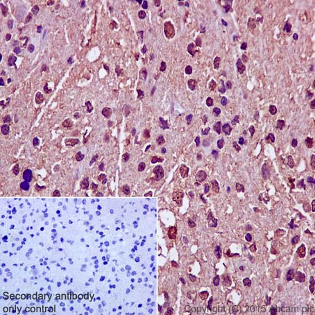 Immunohistochemistry (Formalin/PFA-fixed paraffin-embedded sections) - Anti-Dlx5 antibody [EPR4488] - BSA and Azide free (AB239987)