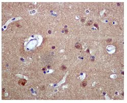 Immunohistochemistry (Formalin/PFA-fixed paraffin-embedded sections) - Anti-Dlx5 antibody [EPR4488] - BSA and Azide free (AB239987)