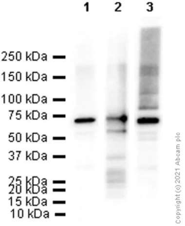 Western blot - Anti-Dlx5 antibody [EPR4488] - BSA and Azide free (AB239987)