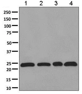 Western blot - Anti-Dlx6 antibody [EPR9474] - BSA and Azide free (AB248804)