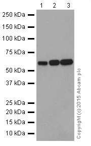Western blot - Anti-DMAP1 antibody [EPR18179] (AB188407)
