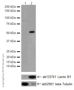 Western blot - Anti-DMAP1 antibody [EPR18179] (AB188407)