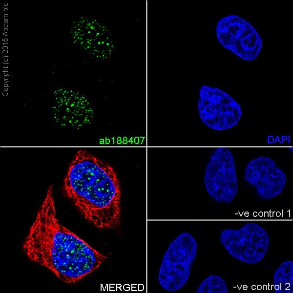 Immunocytochemistry/ Immunofluorescence - Anti-DMAP1 antibody [EPR18179] - BSA and Azide free (AB250962)