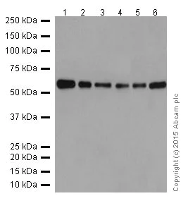 Western blot - Anti-DMAP1 antibody [EPR18179] - BSA and Azide free (AB250962)