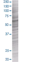 SDS-PAGE - DMAP1 overexpression 293T lysate (whole cell) (AB94262)