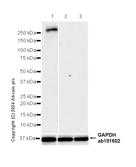 Western blot - Anti-DMBT1 antibody [EPR25722-10] (AB316185)