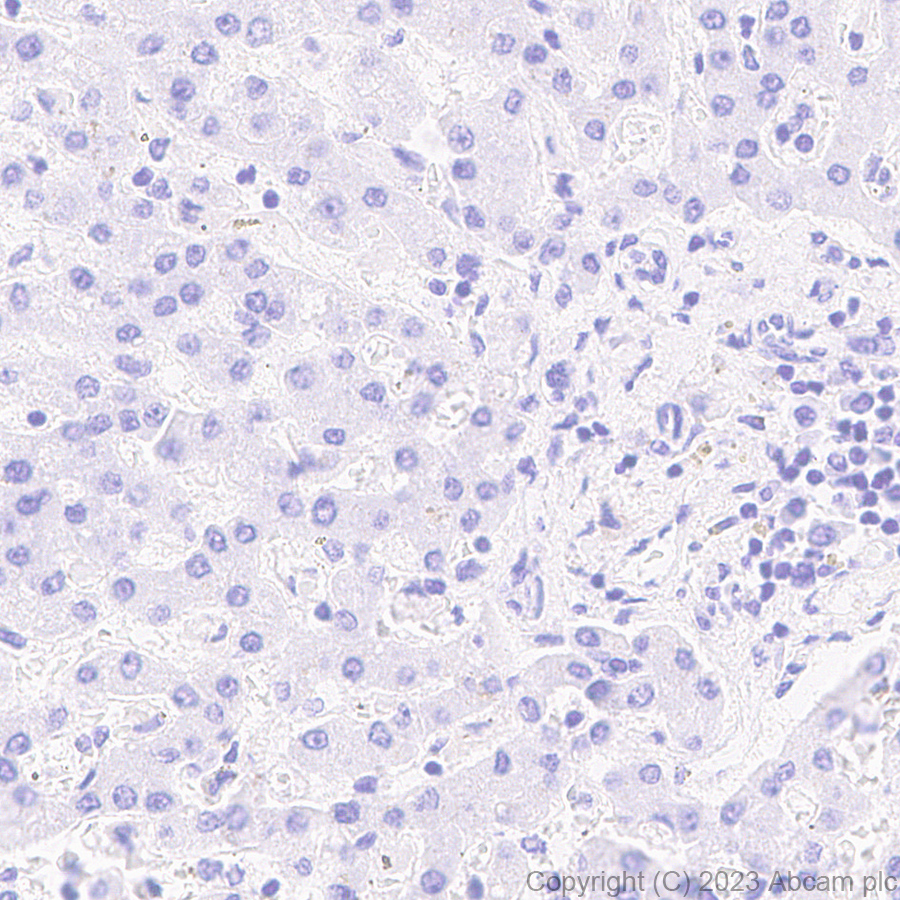Immunohistochemistry (Formalin/PFA-fixed paraffin-embedded sections) - Anti-DMBT1 antibody [EPR25722-10] - BSA and Azide free (AB316186), expandable thumbnail