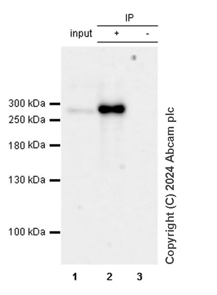 Immunoprecipitation - Anti-DMBT1 antibody [EPR25722-10] - BSA and Azide free (ab316186), expandable thumbnail