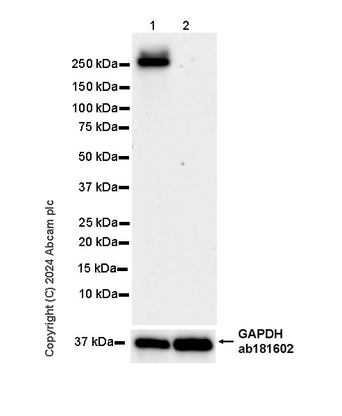 Western blot - Anti-DMBT1 antibody [EPR25722-10] - BSA and Azide free (AB316186), expandable thumbnail
