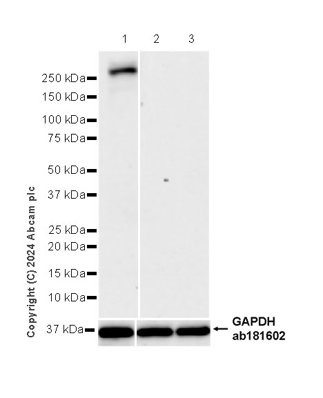 Western blot - Anti-DMBT1 antibody [EPR25722-10] - BSA and Azide free (ab316186), expandable thumbnail
