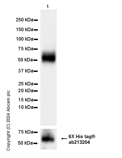 Western blot - Anti-DMBT1 antibody [EPR25722-10] - BSA and Azide free (AB316186), expandable thumbnail