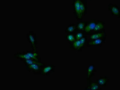 Immunocytochemistry/ Immunofluorescence - Anti-DMC1 antibody (AB237733)