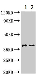 Western blot - Anti-DMC1 antibody (AB237733)
