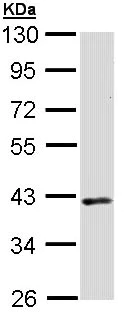 Western blot - Anti-DMC1 antibody (AB97313)