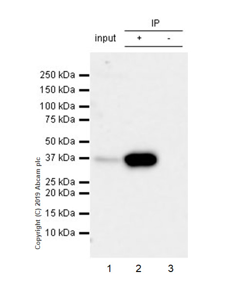 Immunoprecipitation - Anti-DMC1 antibody [EPR23207-130] (AB245217), expandable thumbnail