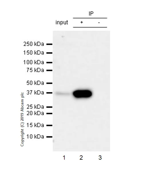 Immunoprecipitation - Anti-DMC1 antibody [EPR23207-130] (AB245217)
