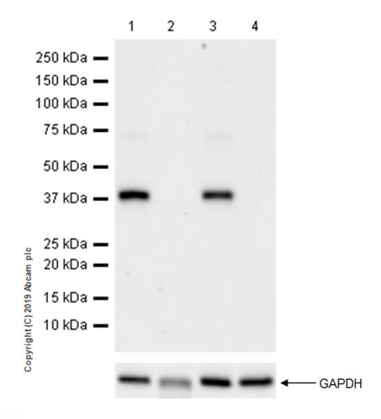 Western blot - Anti-DMC1 antibody [EPR23207-130] (AB245217), expandable thumbnail