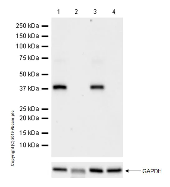 Western blot - Anti-DMC1 antibody [EPR23207-130] (AB245217)