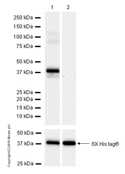 Western blot - Anti-DMC1 antibody [EPR23207-130] (AB245217), expandable thumbnail