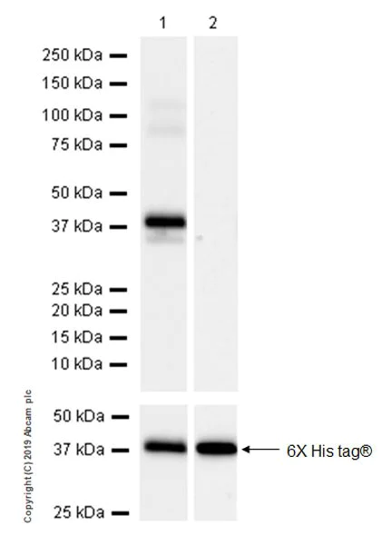 Western blot - Anti-DMC1 antibody [EPR23207-130] (AB245217)