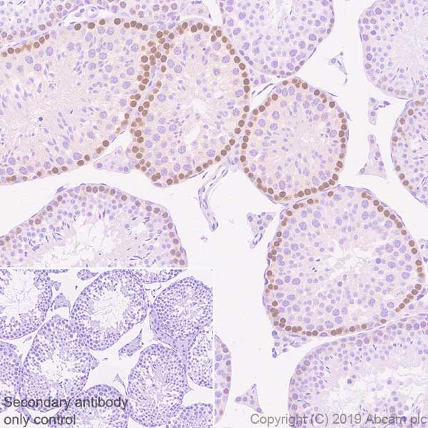 Immunohistochemistry (Formalin/PFA-fixed paraffin-embedded sections) - Anti-DMC1 antibody [EPR23207-130] - BSA and Azide free (AB269869), expandable thumbnail