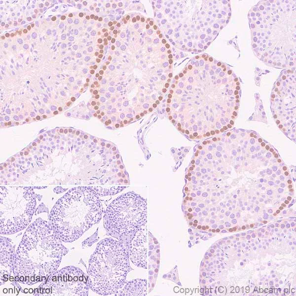 Immunohistochemistry (Formalin/PFA-fixed paraffin-embedded sections) - Anti-DMC1 antibody [EPR23207-130] - BSA and Azide free (AB269869)