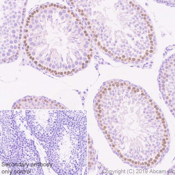 Immunohistochemistry (Formalin/PFA-fixed paraffin-embedded sections) - Anti-DMC1 antibody [EPR23207-130] - BSA and Azide free (AB269869), expandable thumbnail