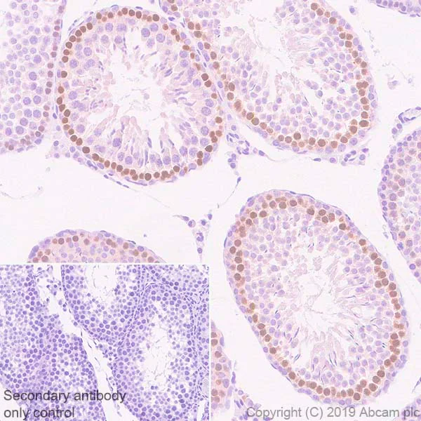 Immunohistochemistry (Formalin/PFA-fixed paraffin-embedded sections) - Anti-DMC1 antibody [EPR23207-130] - BSA and Azide free (AB269869)