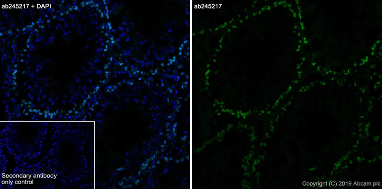 Immunohistochemistry (Frozen sections) - Anti-DMC1 antibody [EPR23207-130] - BSA and Azide free (AB269869)