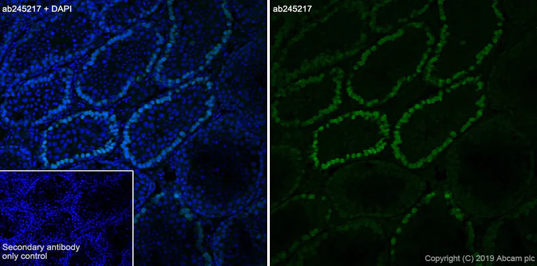 Immunohistochemistry (Frozen sections) - Anti-DMC1 antibody [EPR23207-130] - BSA and Azide free (AB269869)