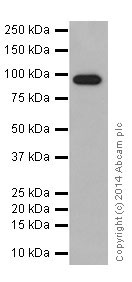 Western blot - Anti-DMGDH antibody [EPR16907] (AB199534), expandable thumbnail