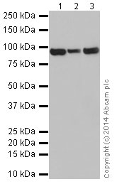 Western blot - Anti-DMGDH antibody [EPR16907] (AB199534), expandable thumbnail