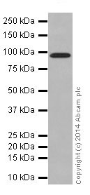 Western blot - Anti-DMGDH antibody [EPR16907] (AB199534), expandable thumbnail