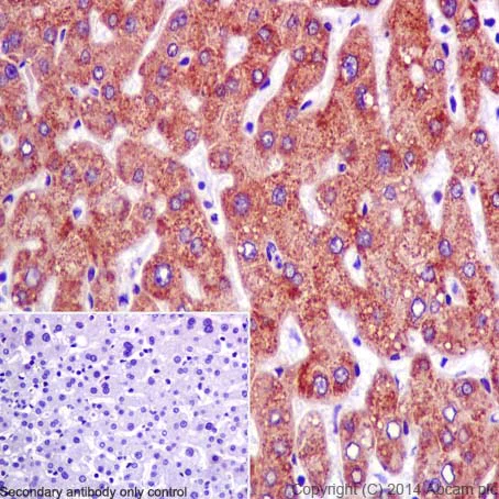 Immunohistochemistry (Formalin/PFA-fixed paraffin-embedded sections) - Anti-DMGDH antibody [EPR16908] (AB198292)