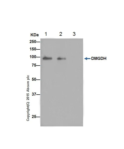 Immunoprecipitation - Anti-DMGDH antibody [EPR16908] (AB198292)