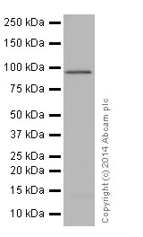 Western blot - Anti-DMGDH antibody [EPR16908] (AB198292)