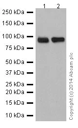Western blot - Anti-DMGDH antibody [EPR16908] (AB198292)