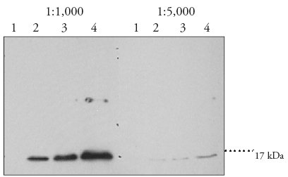 Western blot - Anti-DMPO Nitrone Adduct antibody (AB23702), expandable thumbnail