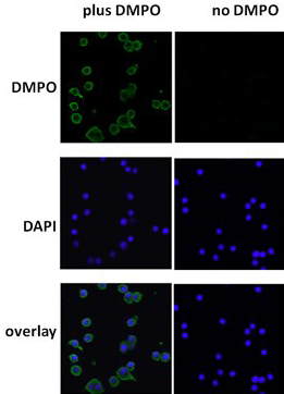 Immunocytochemistry/ Immunofluorescence - Anti-DMPO Nitrone Adduct antibody [N1664A] (AB104902)