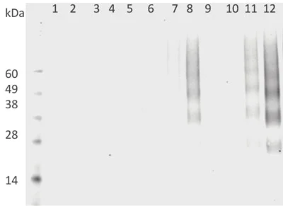 Western blot - Anti-DMPO Nitrone Adduct antibody [N1664A] (AB104902)